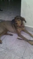 Pipoca