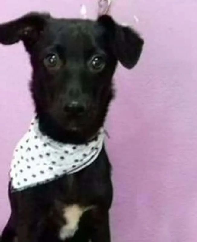 Cachorro ra a SRD idade 7 a 11 meses nome Filhote