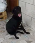 Cachorro raça mix labrador idade 7 a 11 meses nome Biel