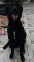 Cachorro raça mix labrador idade 7 a 11 meses nome Biel