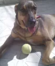 Pipoca
