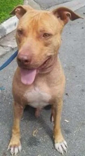 Cachorro raça pit bull idade 1 ano nome Herus
