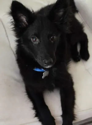 Cachorro raça SRD idade 1 ano nome Freddie