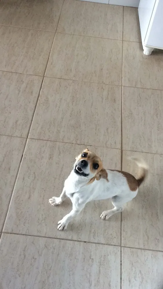 Cachorro ra a Vira lata idade 1 ano nome Loly