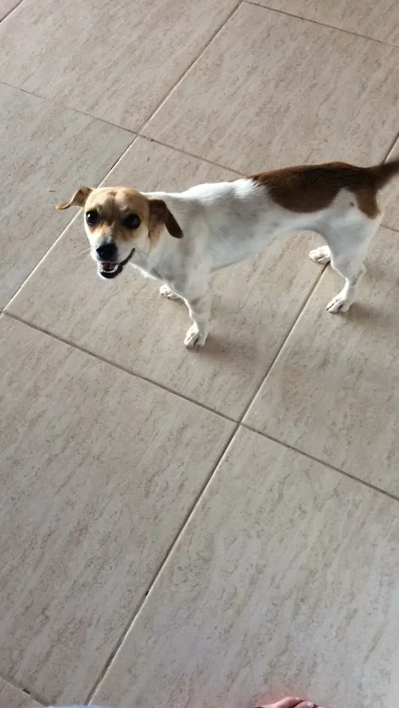 Cachorro ra a Vira lata idade 1 ano nome Loly