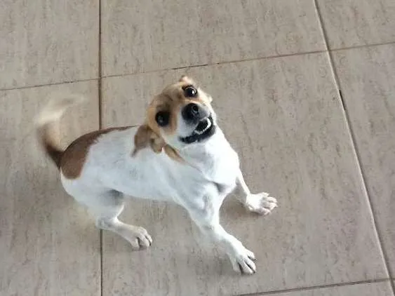 Cachorro ra a Vira lata idade 1 ano nome Loly