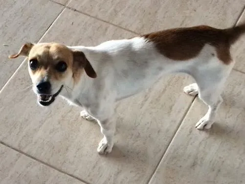 Cachorro ra a Vira lata idade 1 ano nome Loly