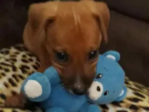 Cachorro raça Vira lata idade Abaixo de 2 meses nome Caramelo