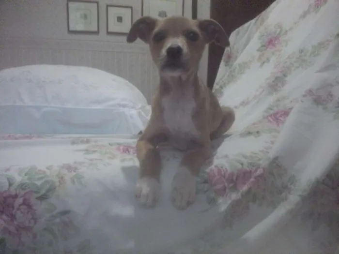 Cachorro ra a SRD idade 2 a 6 meses nome Diana