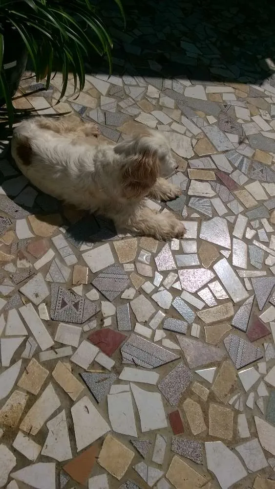 Cachorro raça cocker idade 6 ou mais anos nome Mel
