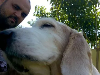 Cachorro raça cocker idade 6 ou mais anos nome Mel