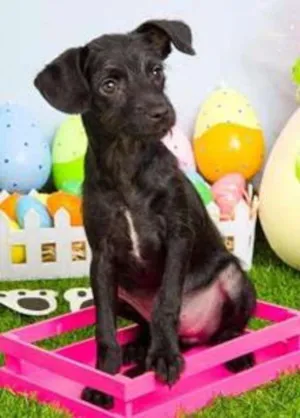 Cachorro raça SRD idade 2 a 6 meses nome Dengosa