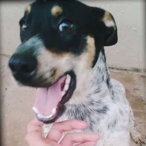 Cachorro raça blue heeler  idade 1 ano nome Ludovico