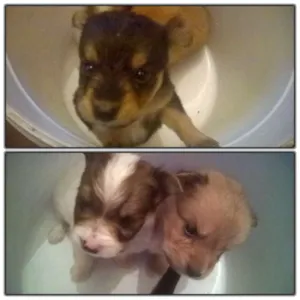 Cachorro raça  idade 2 a 6 meses nome Ainda não tem