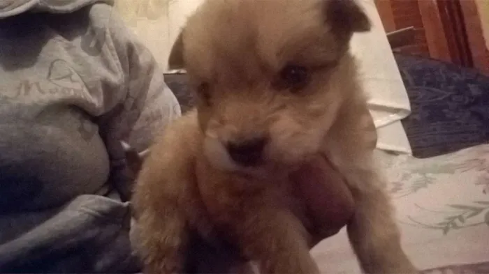 Cachorro ra a  idade 2 a 6 meses nome Ainda não tem