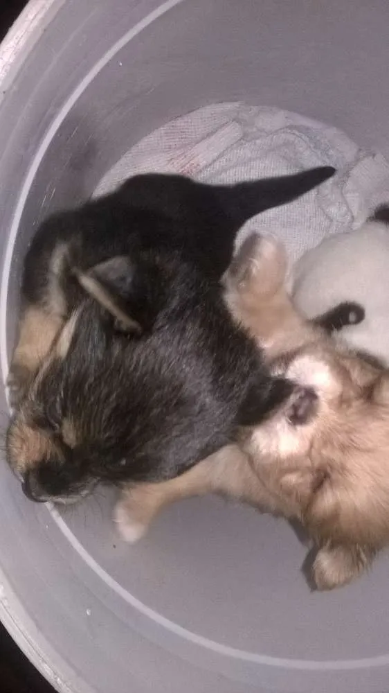 Cachorro ra a  idade 2 a 6 meses nome Ainda não tem