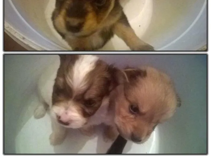 Cachorro ra a  idade 2 a 6 meses nome Ainda não tem