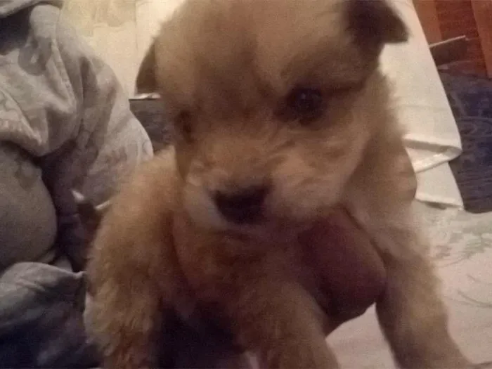 Cachorro ra a  idade 2 a 6 meses nome Ainda não tem
