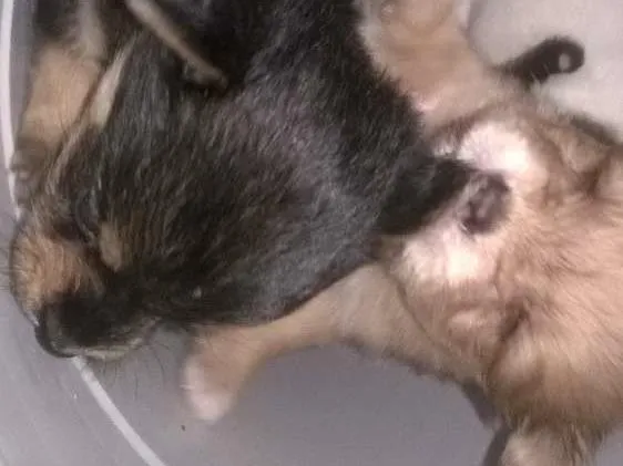 Cachorro ra a  idade 2 a 6 meses nome Ainda não tem