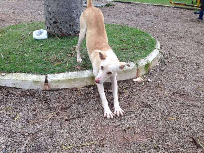 Cachorro raça SRD idade 2 anos nome Lelo