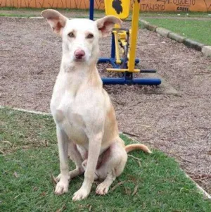 Cachorro raça SRD idade 2 anos nome Lelo