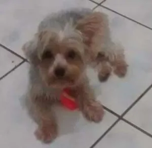 Cachorro raça Yorkshire? idade 1 ano nome Imperador