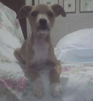 Cachorro raça SRD idade 2 a 6 meses nome Diana