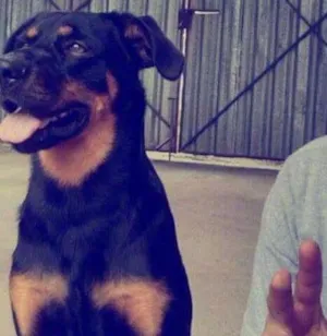 Cachorro raça Rotwayller com vira lata idade 7 a 11 meses nome Zeus