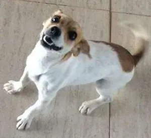 Cachorro raça Vira lata idade 1 ano nome Loly