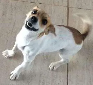 Cachorro ra a Vira lata idade 1 ano nome Loly