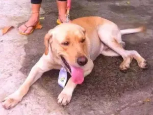 Cachorro raça Labrador (misturado) idade 2 anos nome Joe