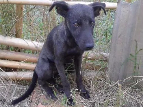 Cachorro raça Srd idade 2 a 6 meses nome Nininho e Livinho 