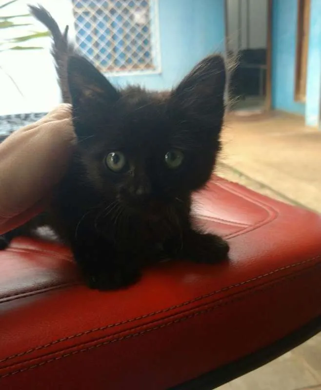 Gato ra a  idade Abaixo de 2 meses nome Sem nome