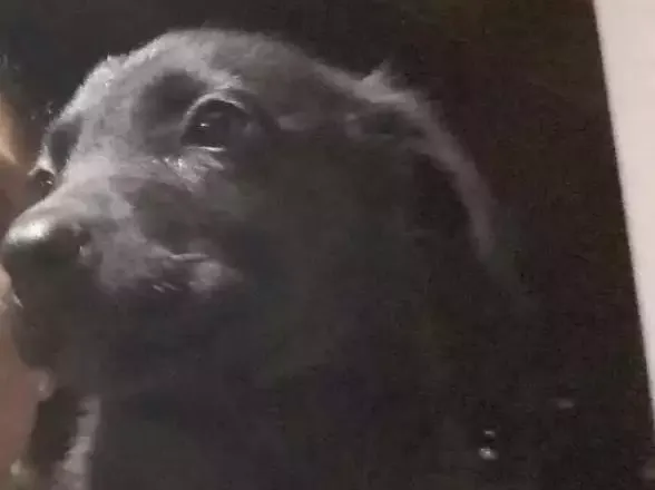 Cachorro raça Labrador mestiço  idade 2 a 6 meses nome Não tem 