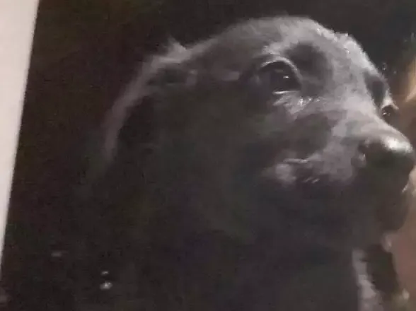 Cachorro raça Labrador mestiço  idade 2 a 6 meses nome Não tem 