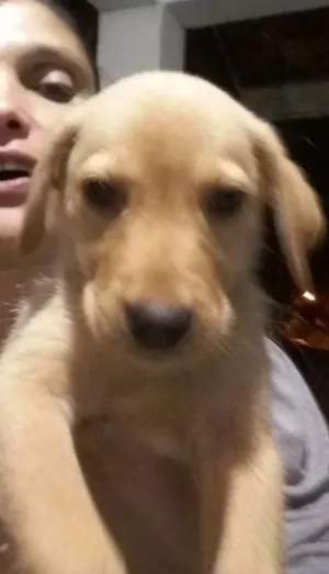Cachorro raça Labrador mestiço  idade 2 a 6 meses nome Não tem
