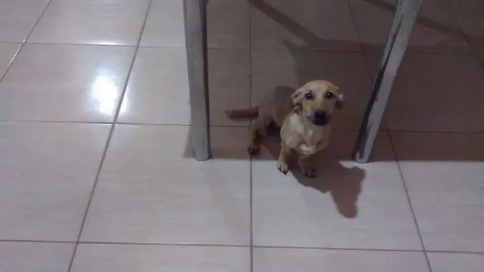 Cachorro ra a Basset misturado com viralata idade 7 a 11 meses nome Bob
