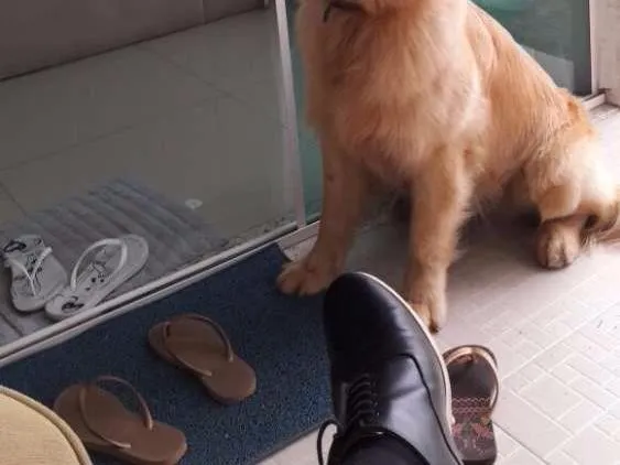 Cachorro ra a Golden  idade 1 ano nome Thor