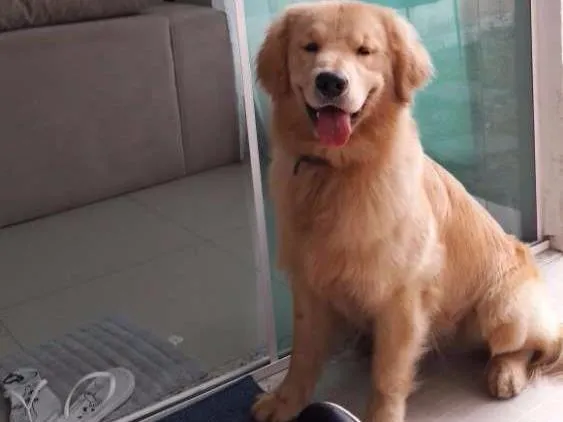 Cachorro ra a Golden  idade 1 ano nome Thor