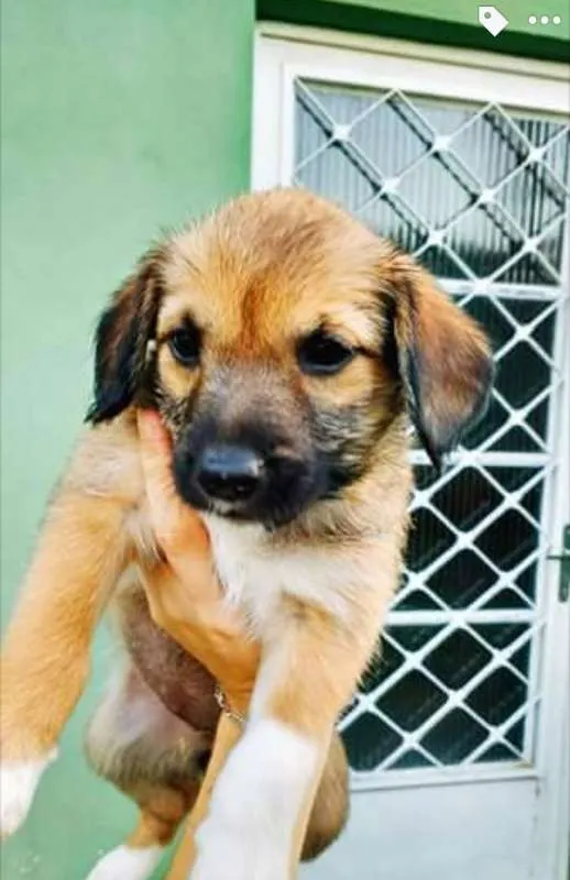 Cachorro ra a Vira lata idade 2 a 6 meses nome 7 filhotes