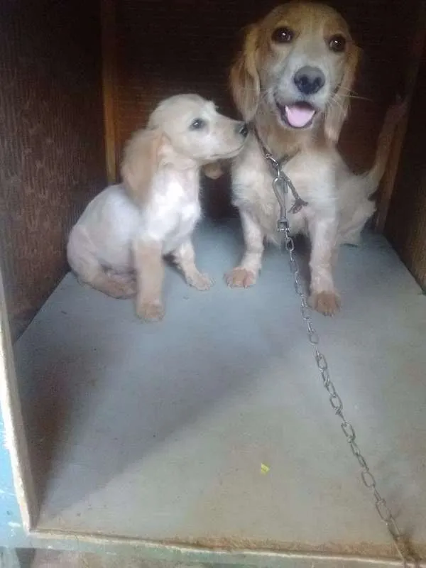 Cachorro raça Cocker idade 2 anos nome Gabi