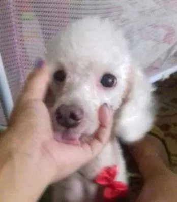 Cachorro ra a poodle idade 7 a 11 meses nome Bundy