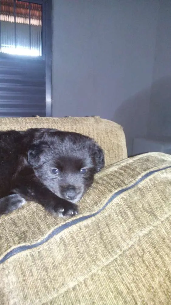 Cachorro ra a Chow Chow x Poodle toy idade Abaixo de 2 meses nome Luna