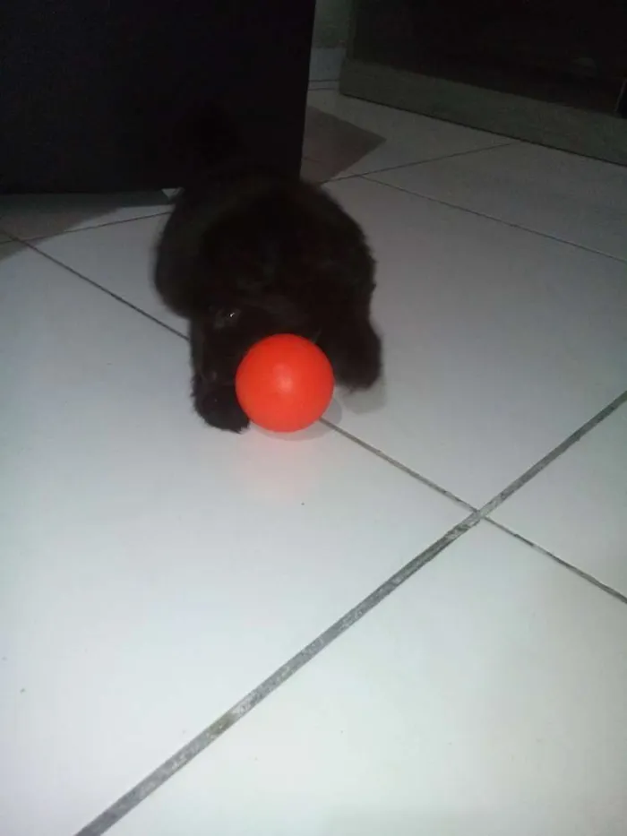 Cachorro ra a Chow Chow x Poodle toy idade Abaixo de 2 meses nome Luna