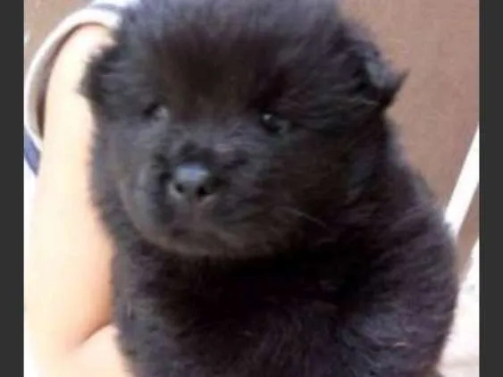 Cachorro ra a Chow Chow x Poodle toy idade Abaixo de 2 meses nome Luna