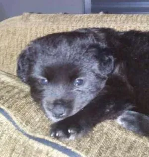 Cachorro raça Chow Chow x Poodle toy idade Abaixo de 2 meses nome Luna