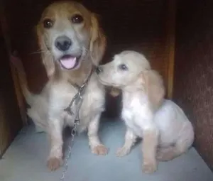 Cachorro raça Cocker idade 2 anos nome Gabi