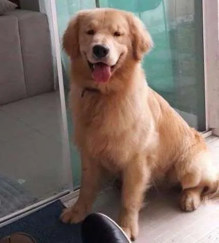 Cachorro ra a Golden  idade 1 ano nome Thor