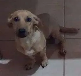 Cachorro ra a Basset misturado com viralata idade 7 a 11 meses nome Bob