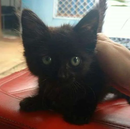 Gato ra a  idade Abaixo de 2 meses nome Sem nome